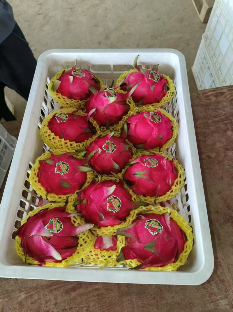 火龙果