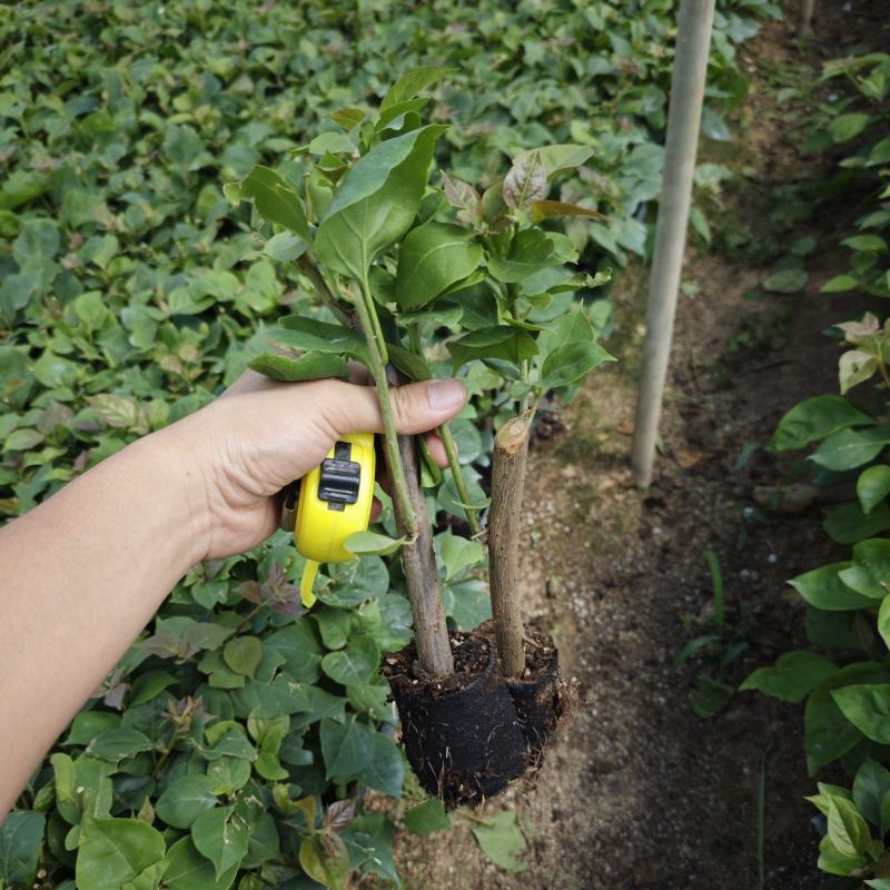 红花三角梅小苗袋苗基地现货批发