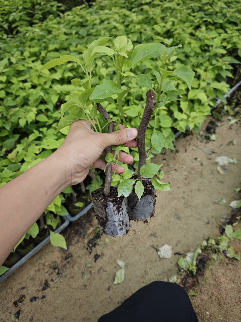 红樱漳红樱广红樱福建三角梅袋苗基地批发