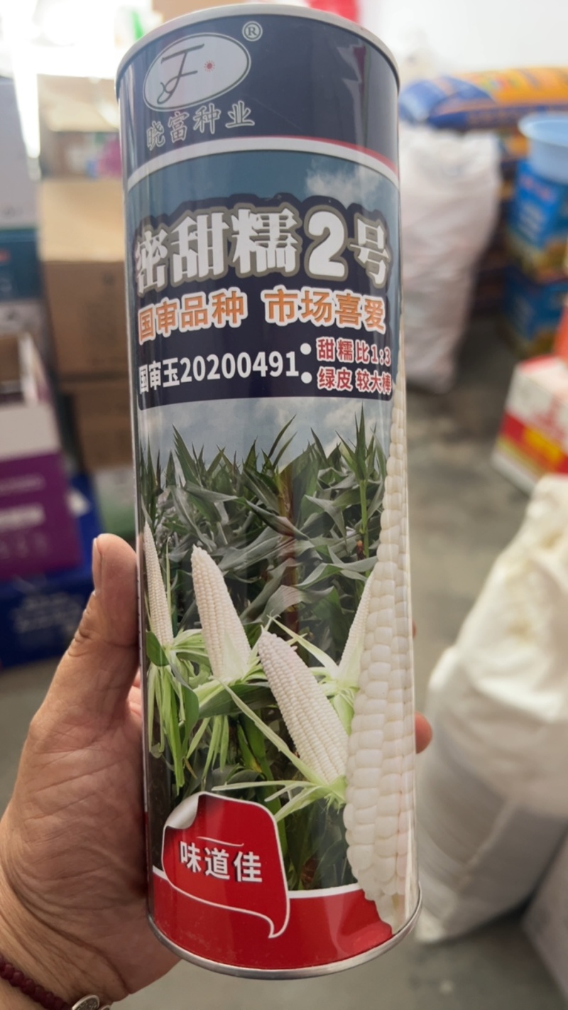 密甜糯2号甜加糯玉米种子矮杆大穗好吃高产