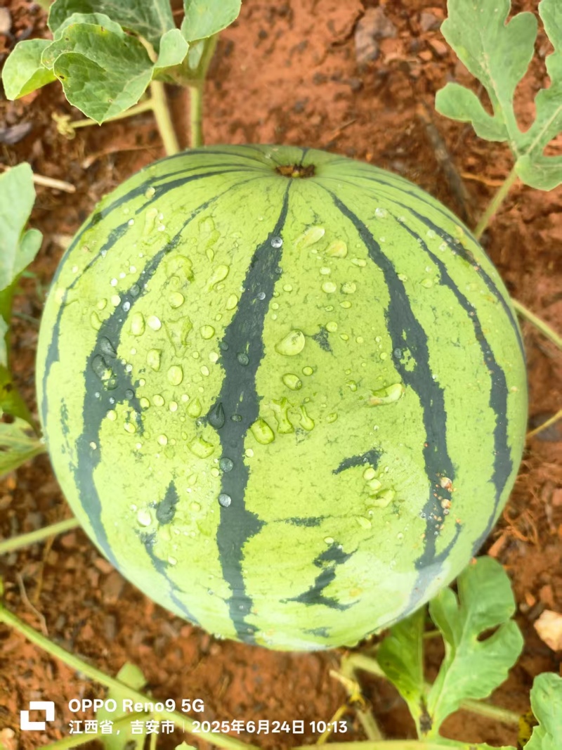 江西麒麟西瓜一手货源质量保证，对接全国，视频看货