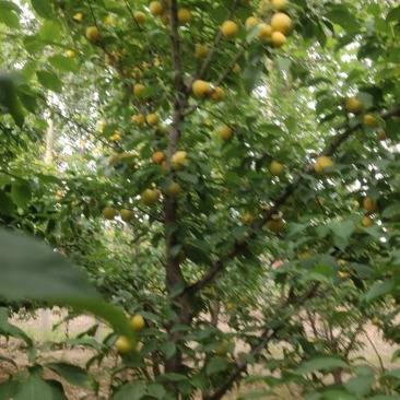 杏梅大批量售卖
