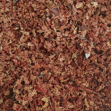 红茉莉花批发