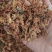 红茉莉花批发