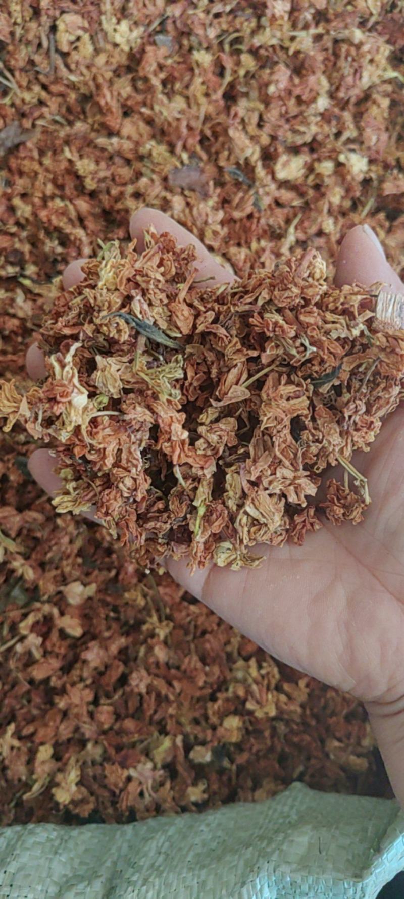红茉莉花批发