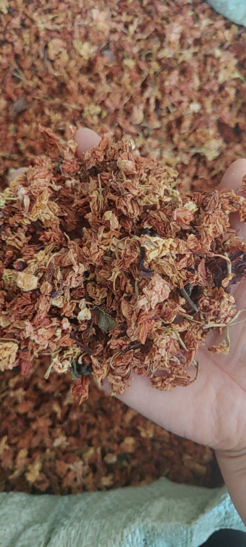 红茉莉花批发