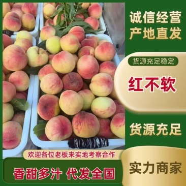 【优质推荐】红不软桃大量有货量大从优品质保障回头客多