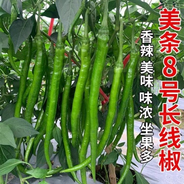 河南线椒/商丘线椒/全国供应/自家种植质量三包全国批发