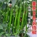 河南线椒/商丘线椒/全国供应/自家种植质量三包全国批发
