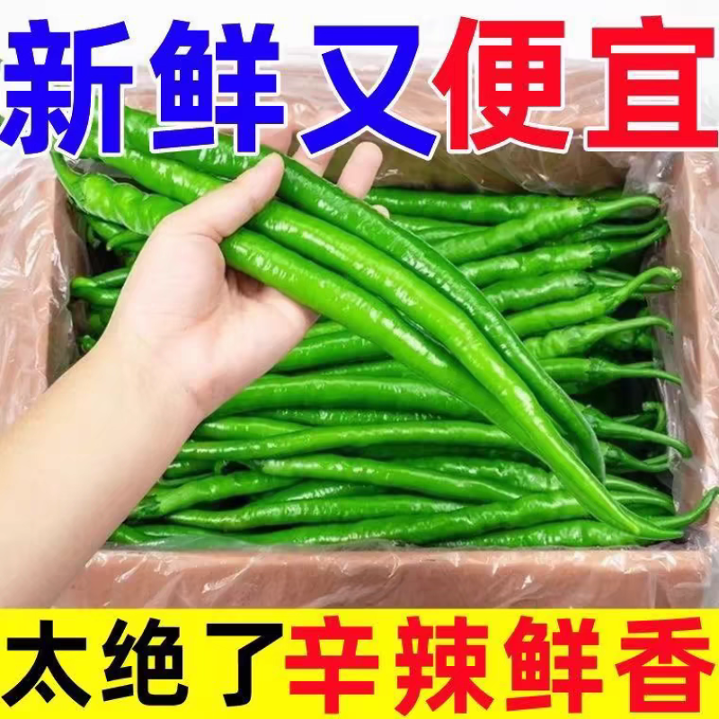 河南线椒/商丘线椒/全国供应/自家种植质量三包全国批发