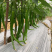 河南线椒/商丘线椒/全国供应/自家种植质量三包全国批发
