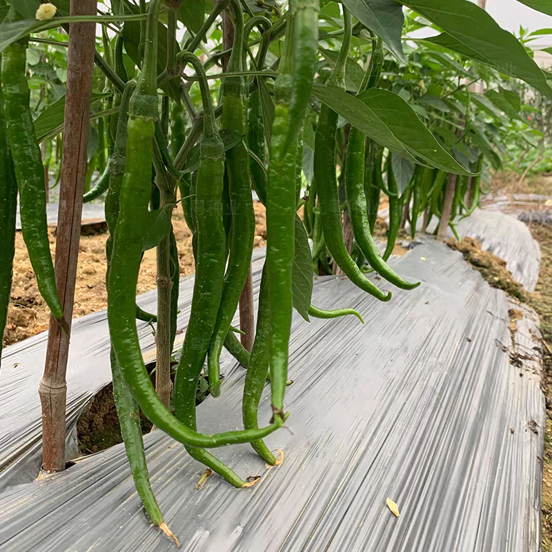 河南线椒/商丘线椒/全国供应/自家种植质量三包全国批发