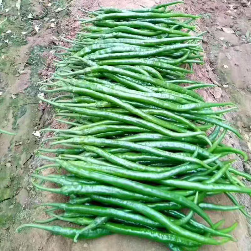 河南线椒/商丘线椒/全国供应/自家种植质量三包全国批发