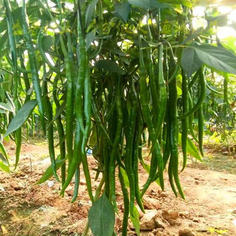 河南线椒/商丘线椒/全国供应/自家种植质量三包全国批发