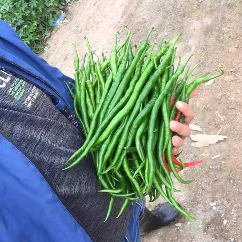 河南线椒/商丘线椒/全国供应/自家种植质量三包全国批发
