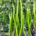 河南线椒/商丘线椒/全国供应/自家种植质量三包全国批发