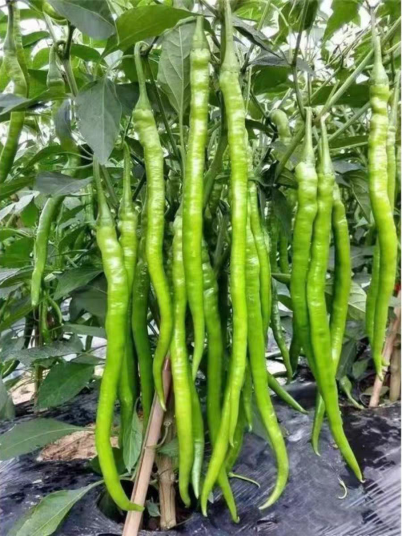 河南线椒/商丘线椒/全国供应/自家种植质量三包全国批发