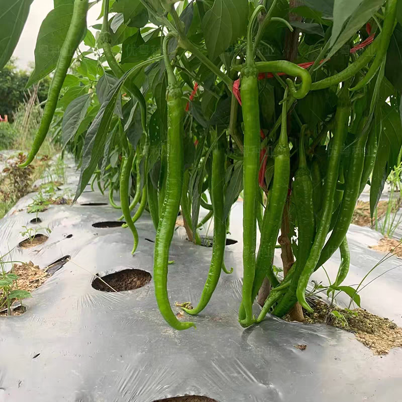 河南线椒/商丘线椒/全国供应/自家种植质量三包全国批发