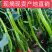 河南线椒/商丘线椒/全国供应/自家种植质量三包全国批发