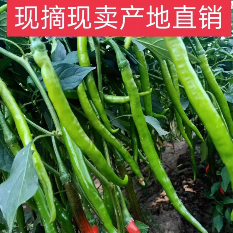 河南线椒/商丘线椒/全国供应/自家种植质量三包全国批发