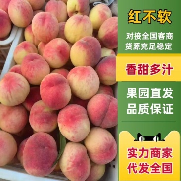 【实力推荐】红不软桃大量上市可对接全国老板香甜多汁
