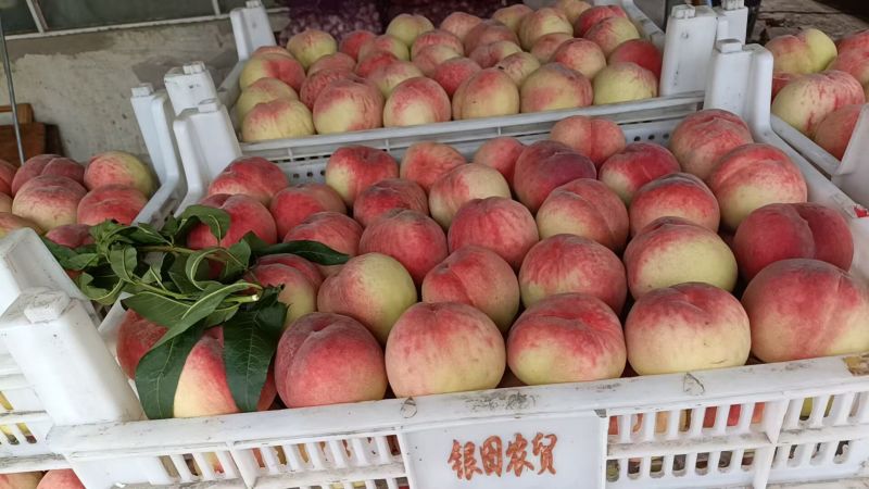 【实力推荐】红不软桃大量上市可对接全国老板香甜多汁
