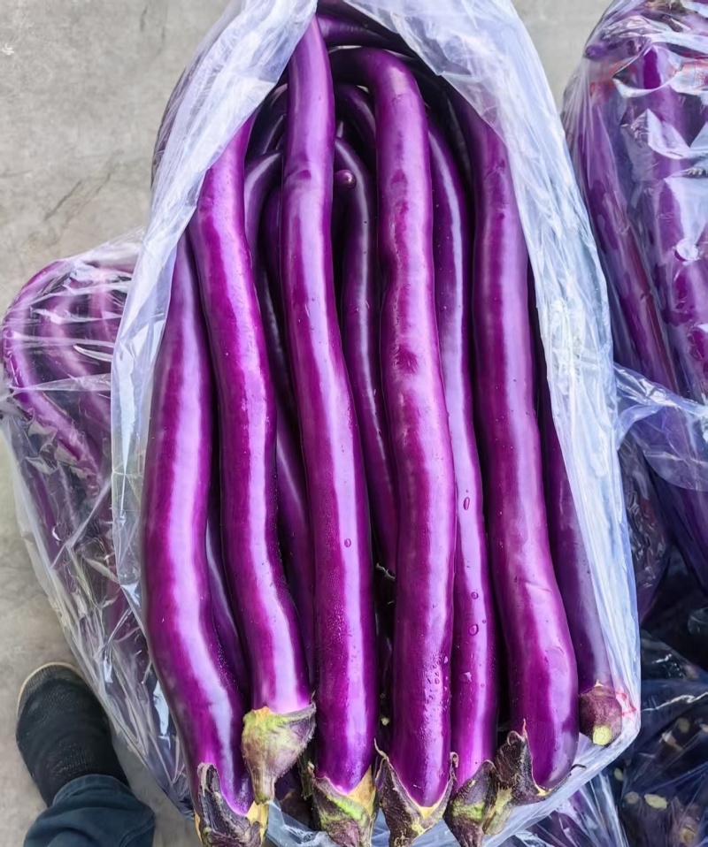 山东一级精品广茄，山东A级精品广茄，山东广茄