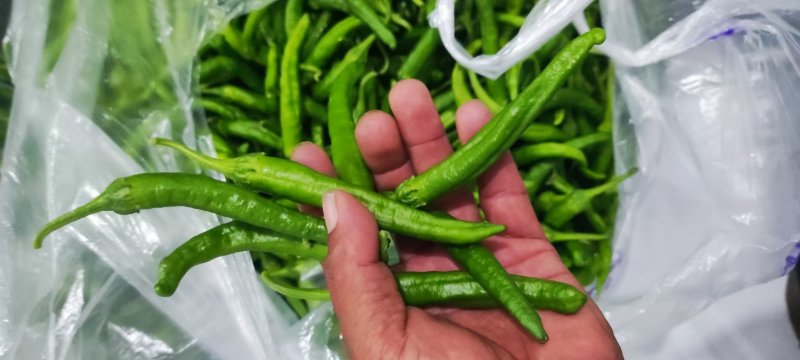 陕西尖椒陕西辣椒基地大量上市品质保证一手货源，