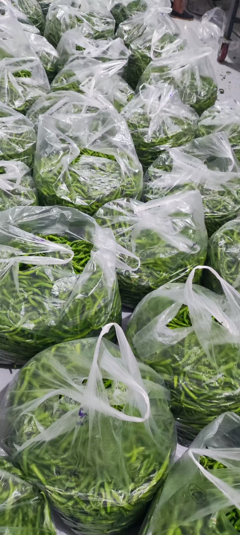 陕西尖椒陕西辣椒基地大量上市品质保证一手货源，