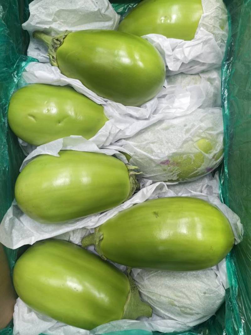 辽宁一级精品绿茄，辽宁A级精品绿茄，辽宁绿茄