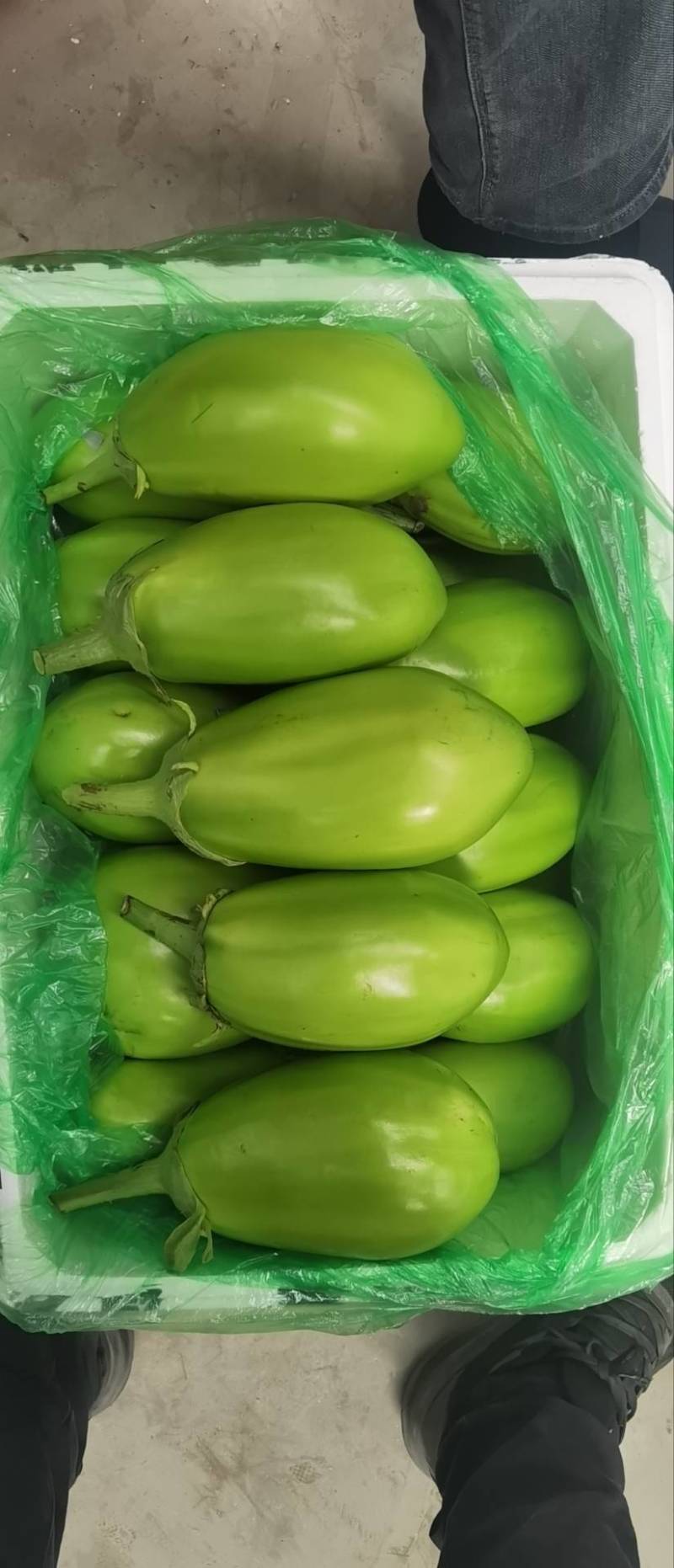 辽宁一级精品绿茄，辽宁A级精品绿茄，辽宁绿茄