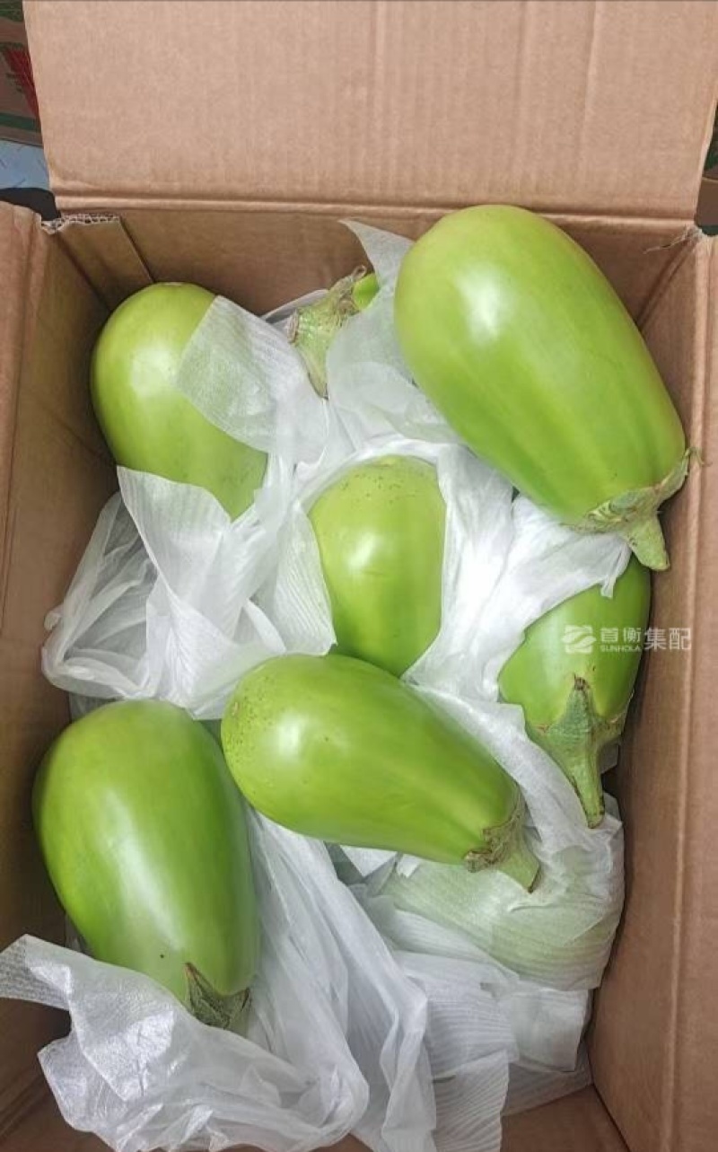 辽宁一级精品绿茄，辽宁A级精品绿茄，辽宁绿茄