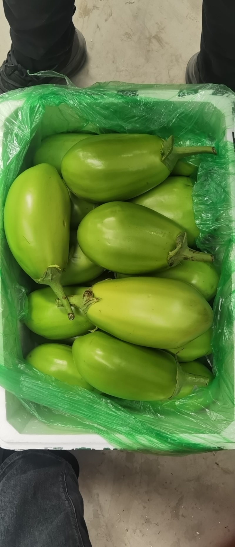 辽宁一级精品绿茄，辽宁A级精品绿茄，辽宁绿茄