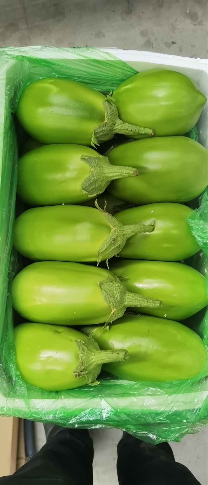 辽宁一级精品绿茄，辽宁A级精品绿茄，辽宁绿茄