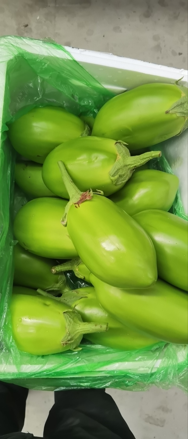 辽宁一级精品绿茄，辽宁A级精品绿茄，辽宁绿茄