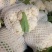 【精品花菜】花菜白面青梗花菜松花菜花椰菜河南花菜开封花菜