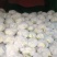 【精品花菜】花菜白面青梗花菜松花菜花椰菜河南花菜开封花菜