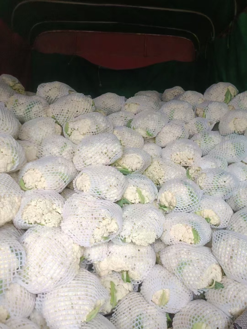 【精品花菜】花菜白面青梗花菜松花菜花椰菜河南花菜开封花菜
