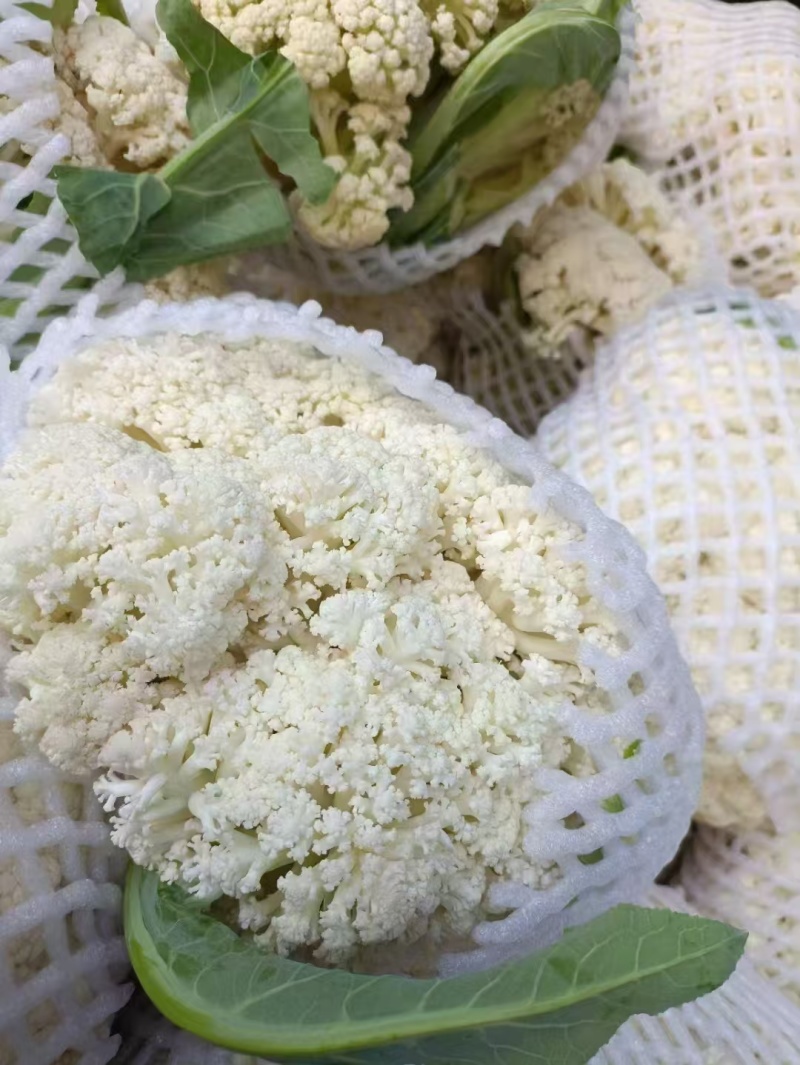 【精品花菜】花菜白面青梗花菜松花菜花椰菜河南花菜开封花菜