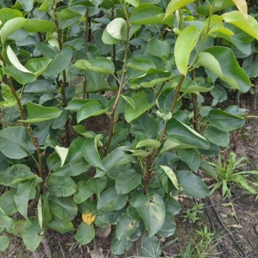 桂花梨苗桂花梨嫁接苗早熟梨苗梨树苗20株起卖
