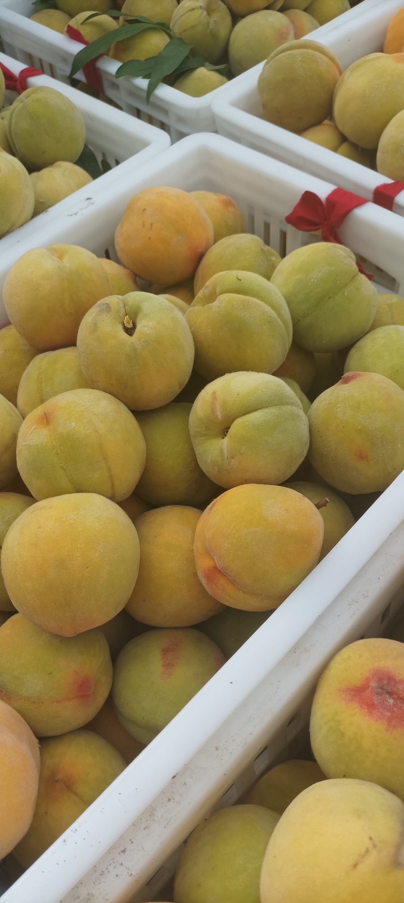 五号黄桃罐头加工专用，大量供应一
