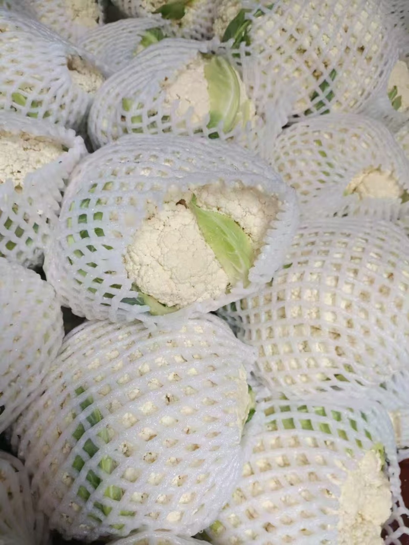 花菜松花菜，万亩蔬菜基地产地直供精品河南花菜开封花菜
