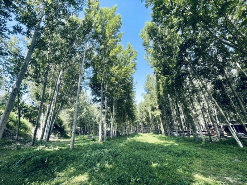 新疆伊犁木材