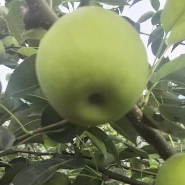 陕西汉中苹果梨产地一手货源物美价廉可视频看货