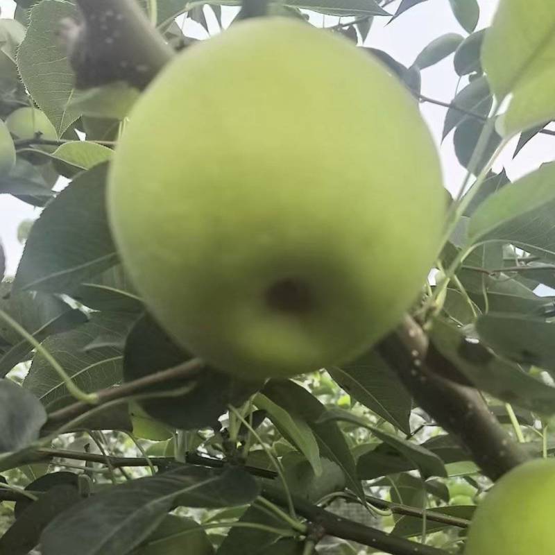陕西汉中苹果梨产地一手货源物美价廉可视频看货