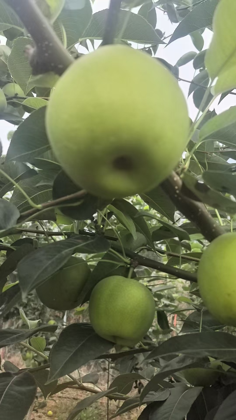 陕西汉中苹果梨产地一手货源物美价廉可视频看货