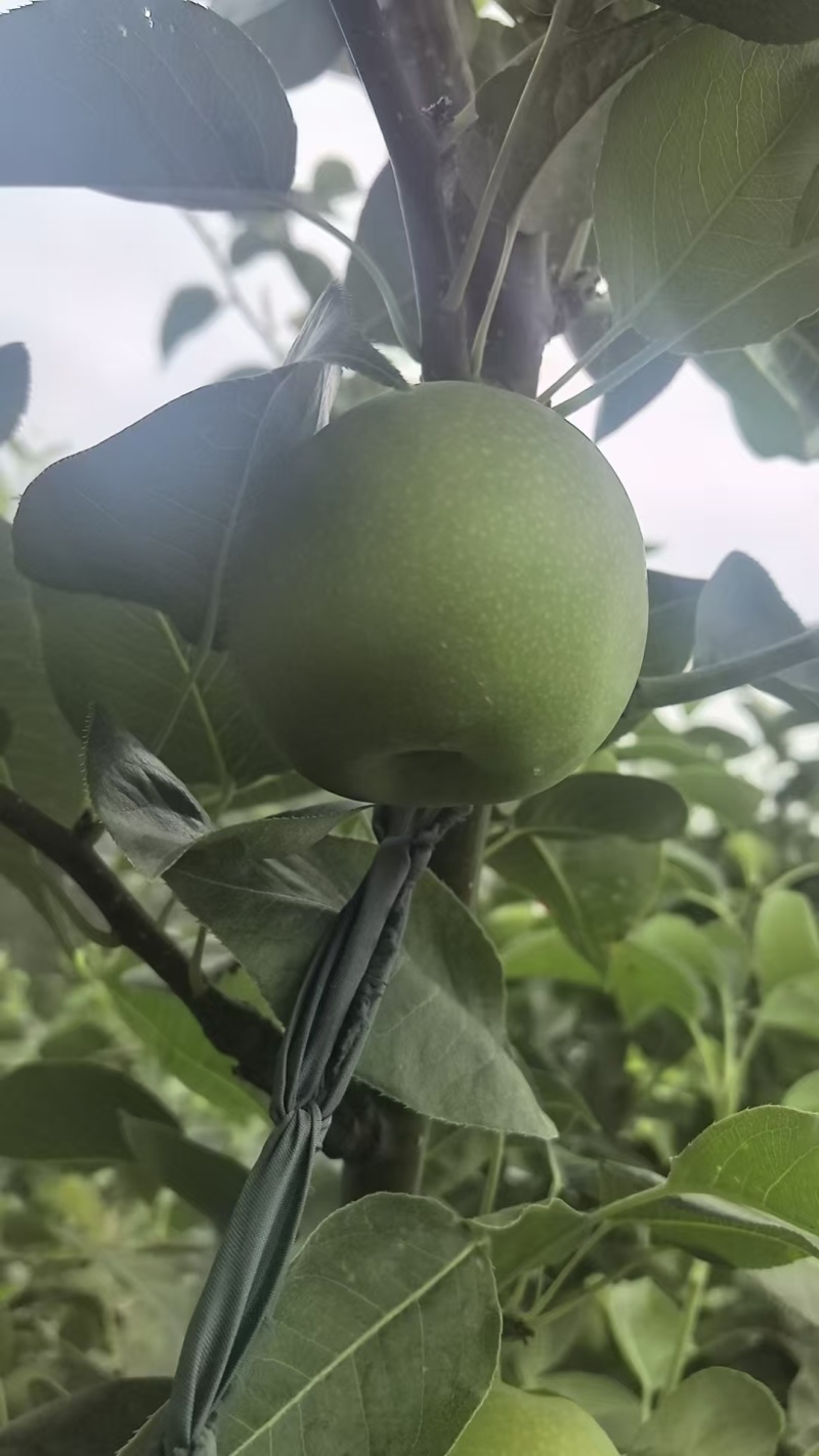 陕西汉中苹果梨产地一手货源物美价廉可视频看货