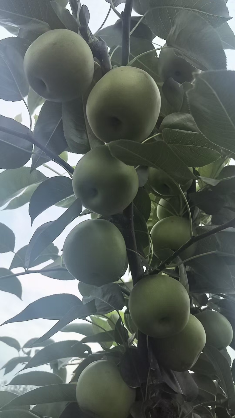 陕西汉中苹果梨产地一手货源物美价廉可视频看货