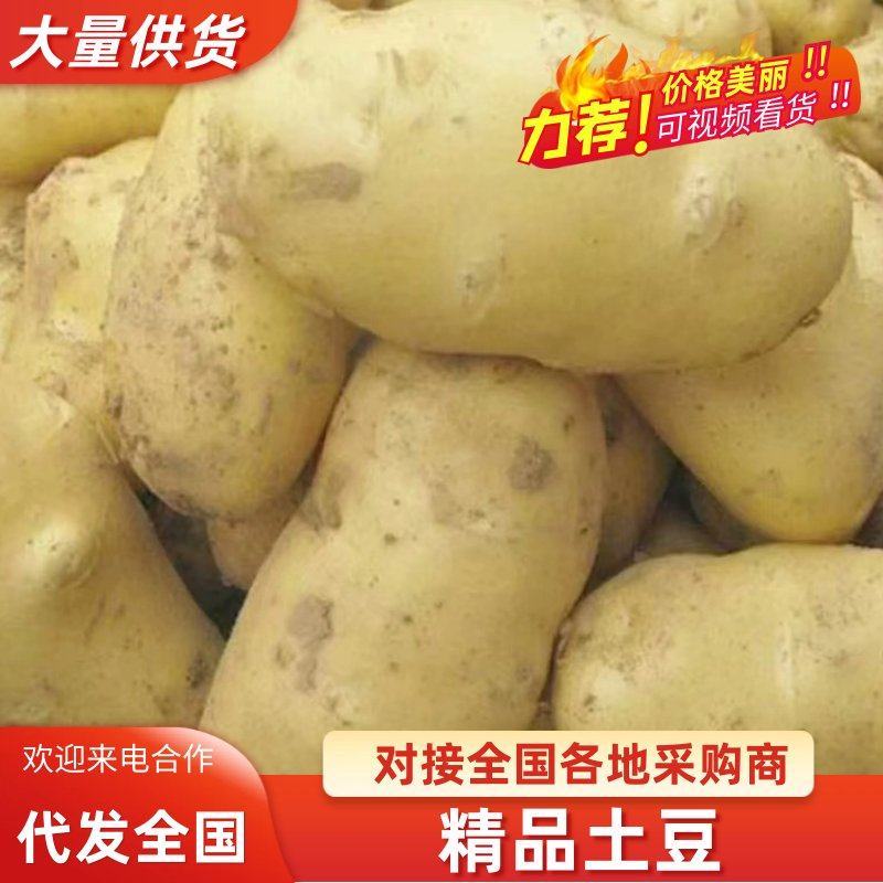 精品沃土土豆4两以上黄皮黄心土豆货量充足