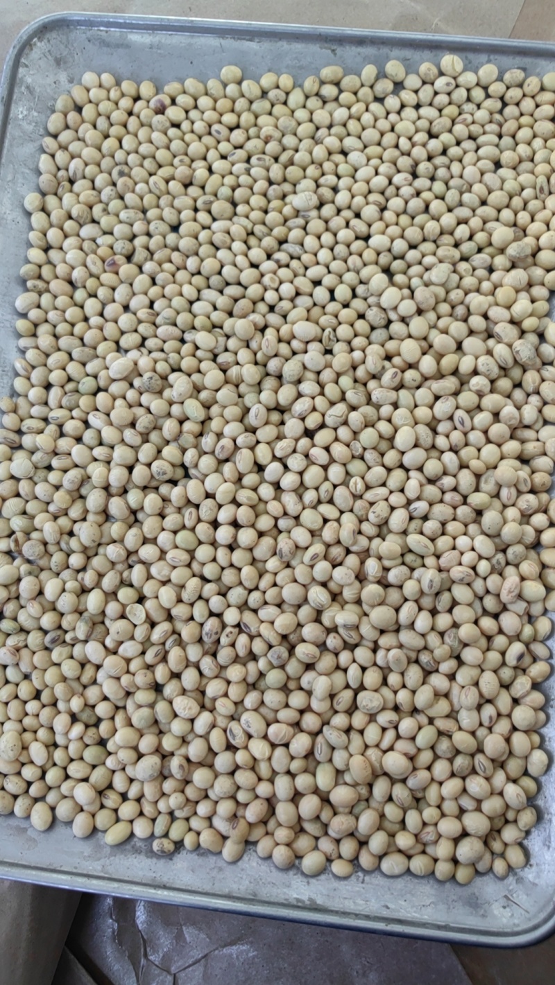 黄豆